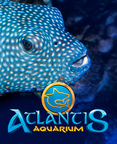 Atlantis Aquarium - Grupo Escolar